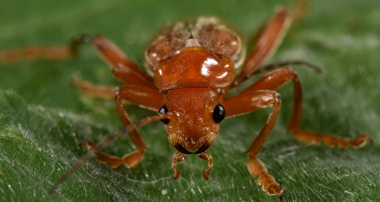 Cantharidae: Cantharis sp.?...Cantharis gr. pallida